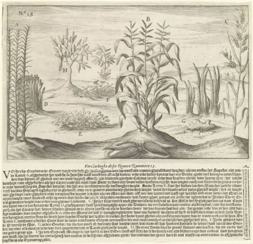Plants from Guinea