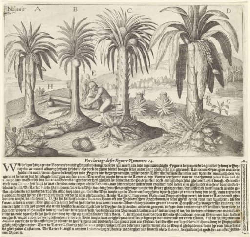Palm trees and fruit trees on the Gold Coast