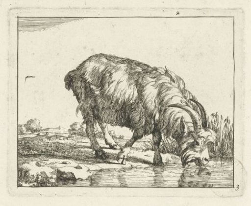 Drinking ram