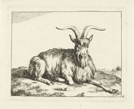 Lying goat with foreleg extended