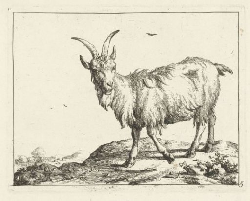 Standing goat seen from the front
