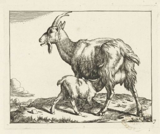 Goat with drinking lamb