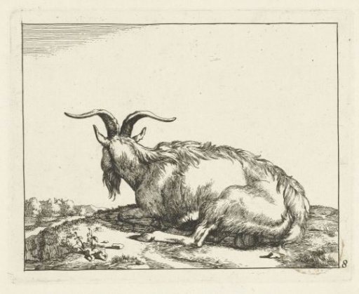 Lying goat seen from behind