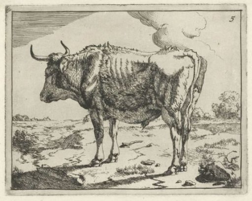 Standing bull