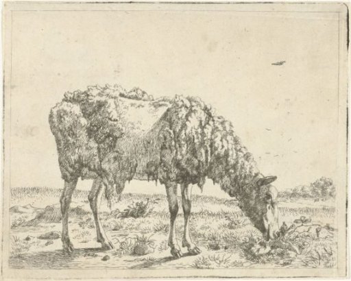 Sheep