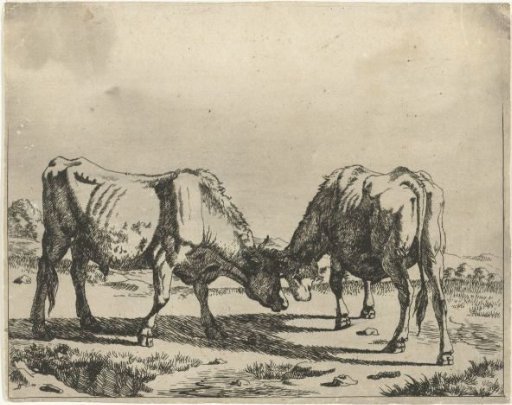 Two bulls, heads together