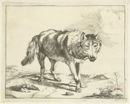 Standing Wolf Seen from the Front