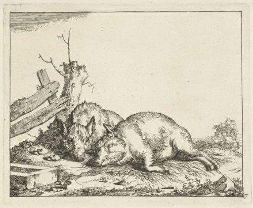 Two Pigs Reclining by Fence