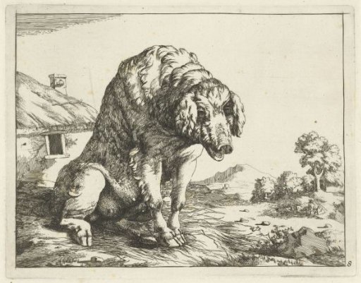 Sow Sitting on Hind Legs