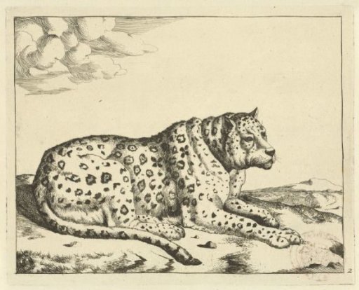 Lying leopard, facing right, tail along the body