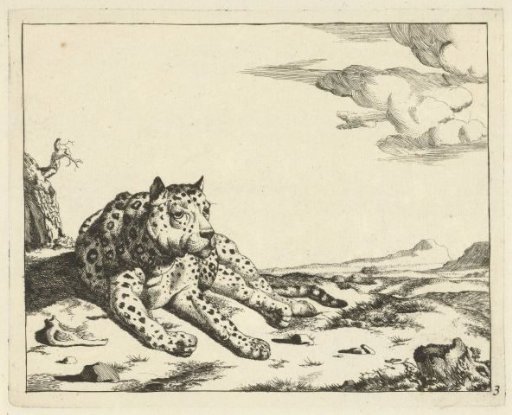 Lying leopard, seen from the front, legs to the right