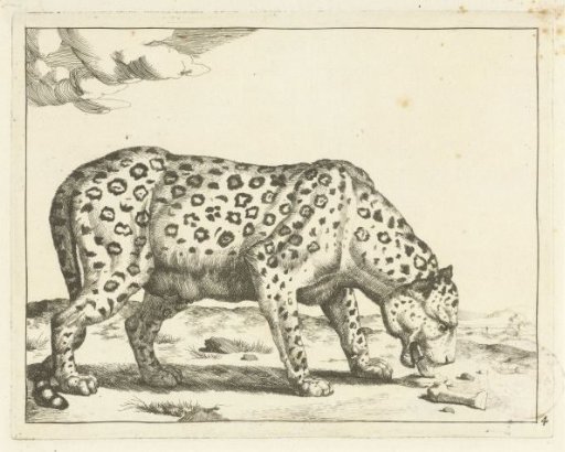Eating leopard