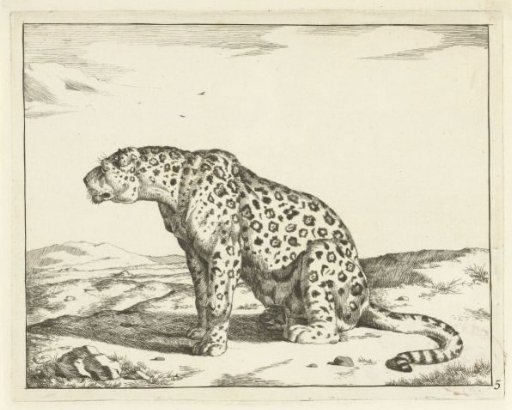 Leopard sitting on hind legs, facing left