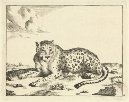 Lying leopard, facing left