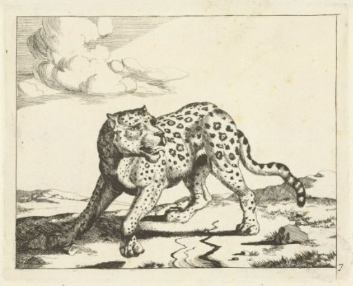 Leopard, standing facing left, head to the right