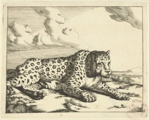 Leopard lying facing right, legs towards the viewer