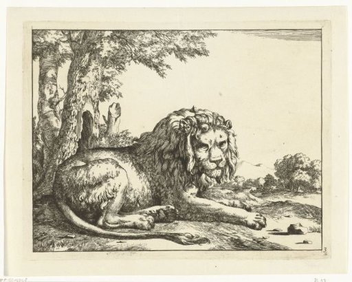 Lying lion, tail in the foreground