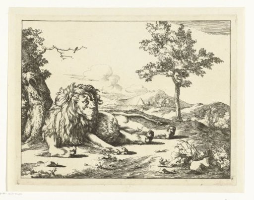 Lying lion looking sideways