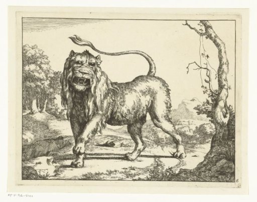 Roaring lion, tail in the air