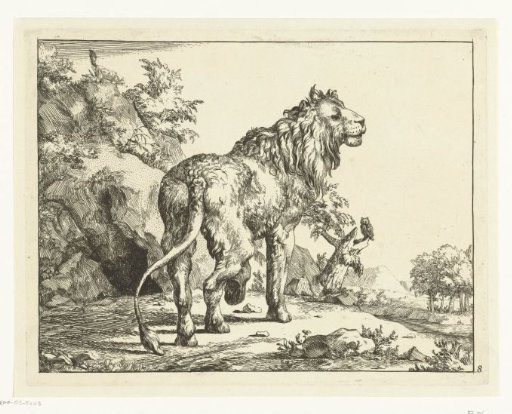 Standing lion, seen from the back, head to the side