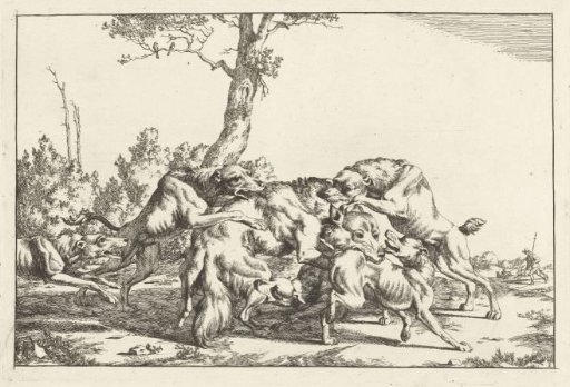 Wolf attacked by five hunting dogs
