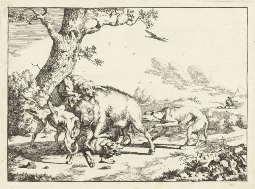Boar attacked by four hunting dogs