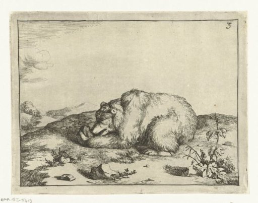 Lying bear, eating something from its left paw