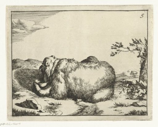 Lying bear, from behind, drinking from a bowl