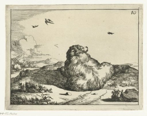 Lying bear, from behind, head raised