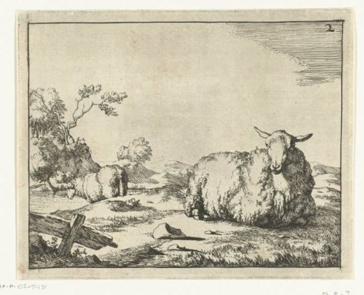 Lying sheep, small fence in foreground