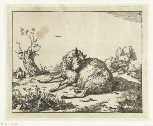 Sheep lying down, near a pollard willow