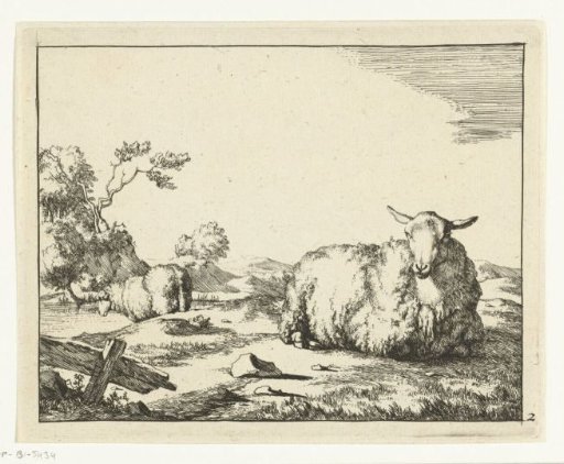 Lying sheep, small fence in foreground