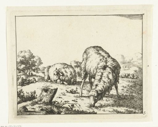 Grazing sheep, near a tree stump