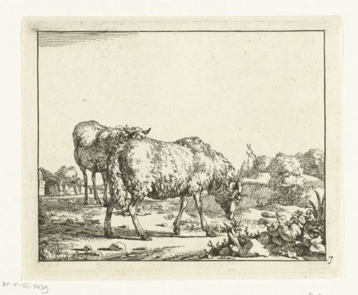 Two sheep, standing, the foremost grazing