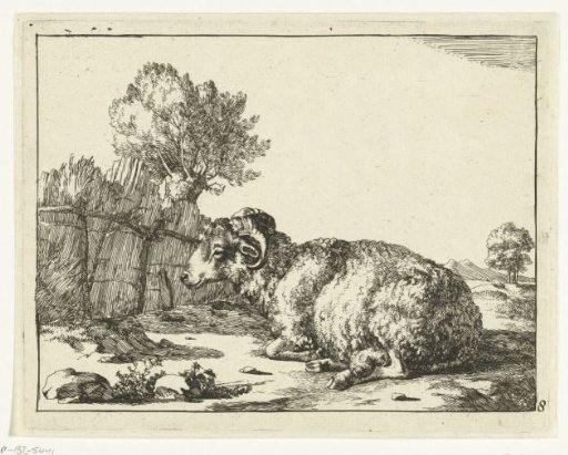 Ram lying down, in profile