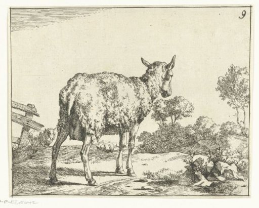 Standing sheep, from behind, near a fence