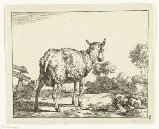 Standing sheep, from behind, near a fence