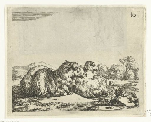 Two sheep lying down, seen from behind