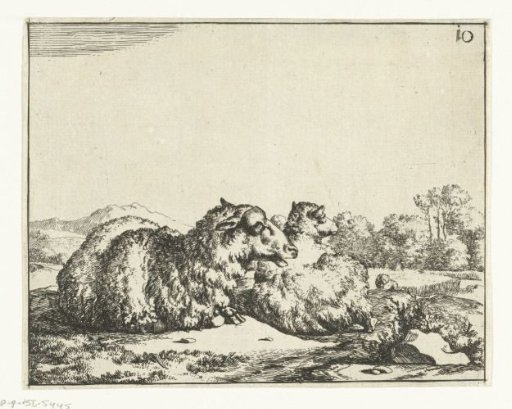 Two sheep lying down, seen from behind