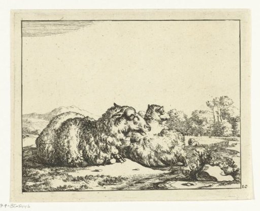 Two sheep lying down, seen from behind
