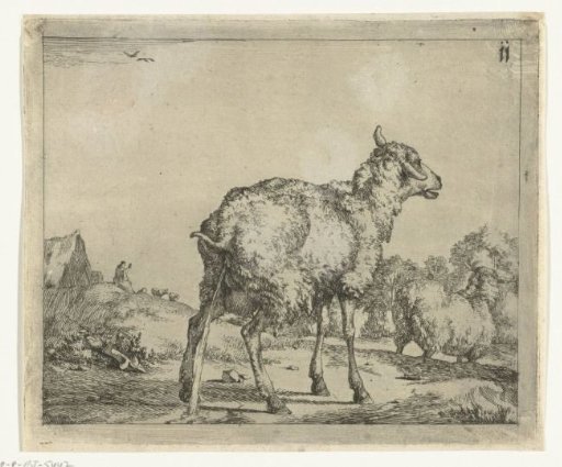 Urinating sheep