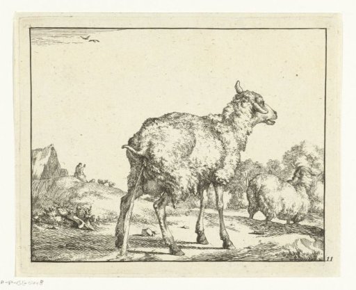 Urinating sheep