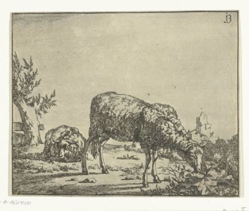 Grazing sheep and lying sheep near a fence