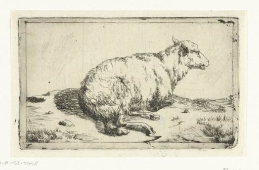 Resting sheep