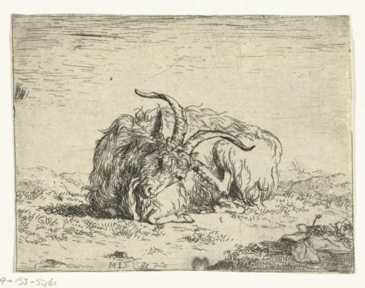 Resting billy goat, paw at ear