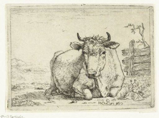 Resting cow, near a fence