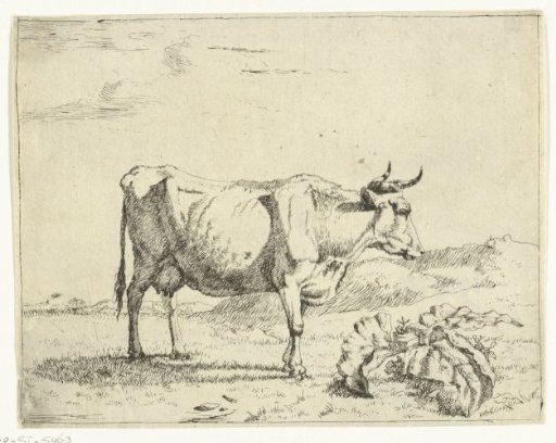 Standing cow, in profile