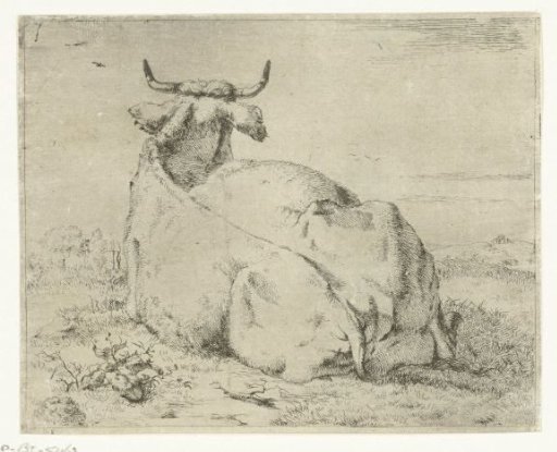 Cow lying down, seen from behind