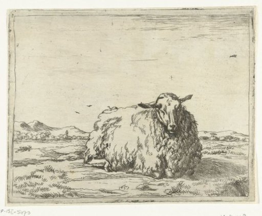 Resting sheep, seen from the front
