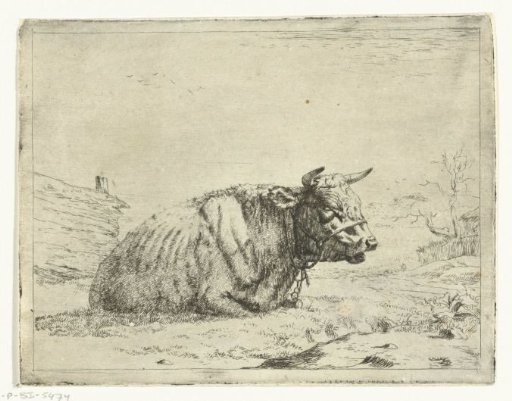 Resting cow with halter